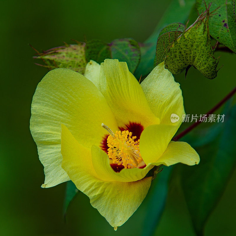 达尔文棉，Gossypium darwinii，特有种，乌尔比纳湾;伊莎贝拉岛;Albermarle岛;加拉帕戈斯群岛;加拉帕戈斯群岛;厄瓜多尔